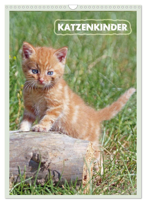 Katzenkinder (CALVENDO Wandkalender 2024)