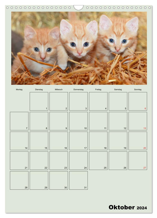 Katzenkinder (CALVENDO Wandkalender 2024)