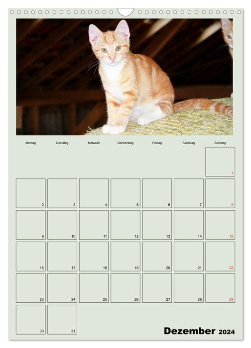 Katzenkinder (CALVENDO Wandkalender 2024)