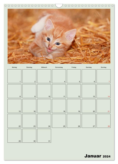 Katzenkinder (CALVENDO Wandkalender 2024)