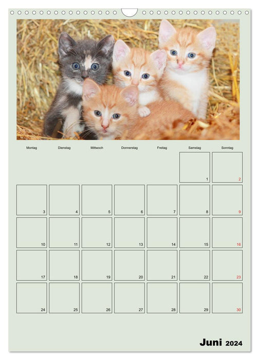 Cat children (CALVENDO wall calendar 2024) 