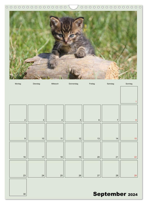 Cat children (CALVENDO wall calendar 2024) 