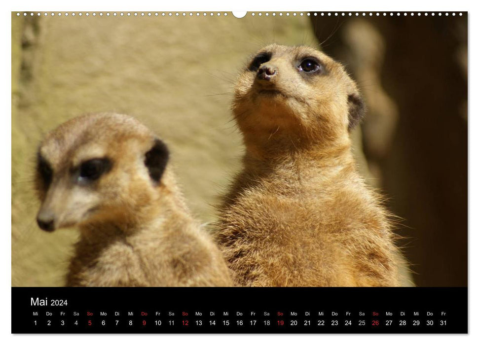 Meerkat – Together we are strong / CH version (CALVENDO Premium Wall Calendar 2024) 