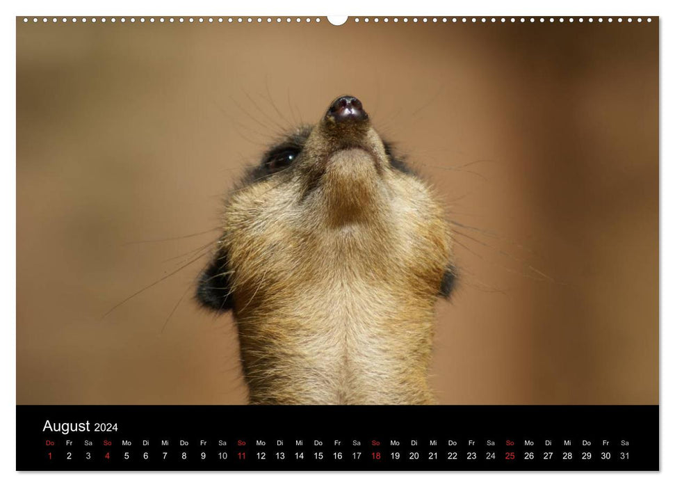 Meerkat – Together we are strong / CH version (CALVENDO Premium Wall Calendar 2024) 