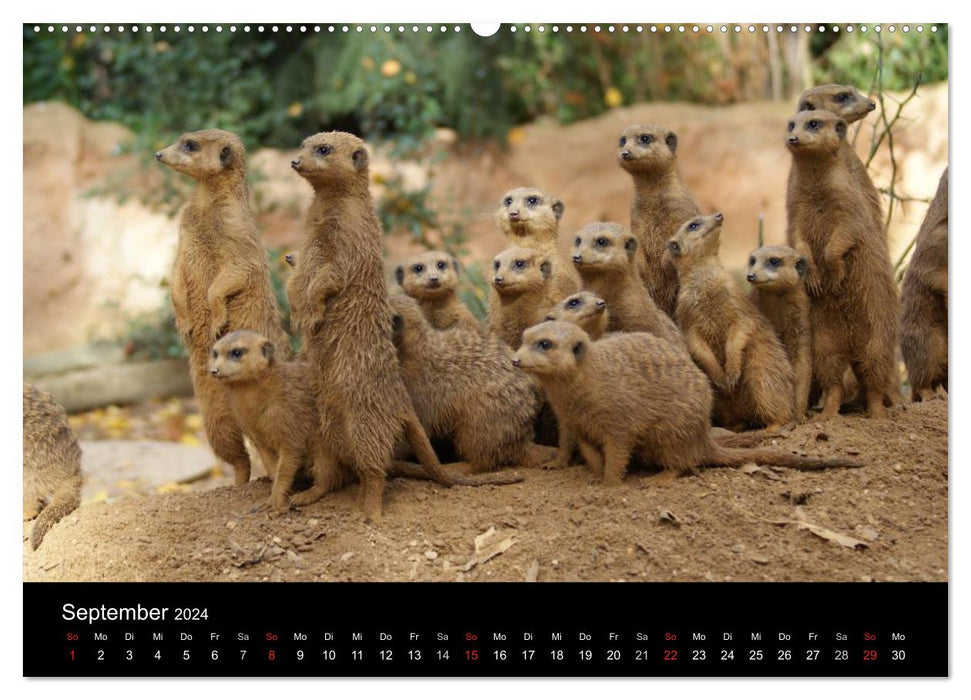 Erdmännchen – Zusammen sind wir stark / CH-Version (CALVENDO Premium Wandkalender 2024)