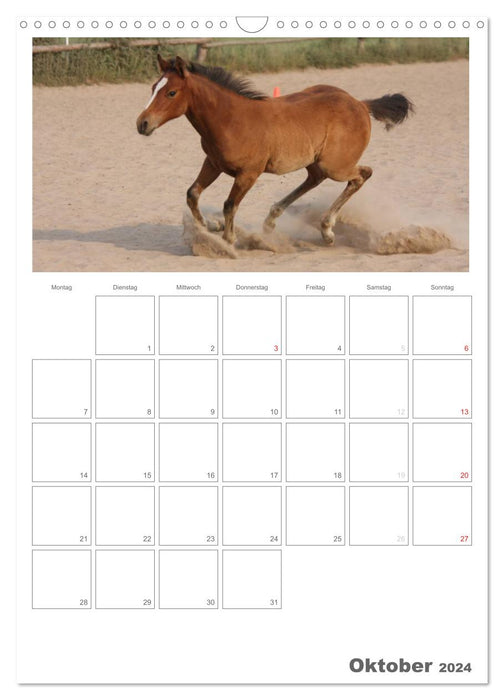 Fohlen und Jungpferde (CALVENDO Wandkalender 2024)