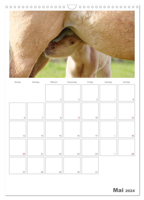 Foals and young horses (CALVENDO wall calendar 2024) 