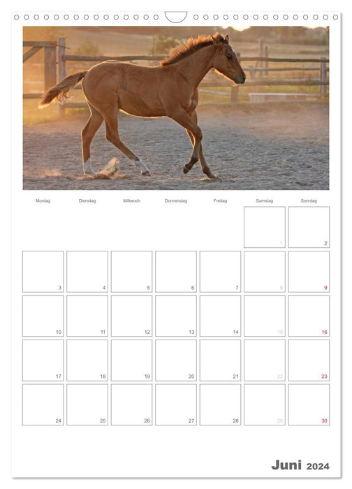 Fohlen und Jungpferde (CALVENDO Wandkalender 2024)