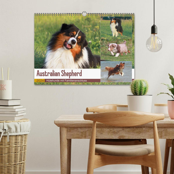 Australian Shepherd - herding dogs with family connections (CALVENDO wall calendar 2024) 