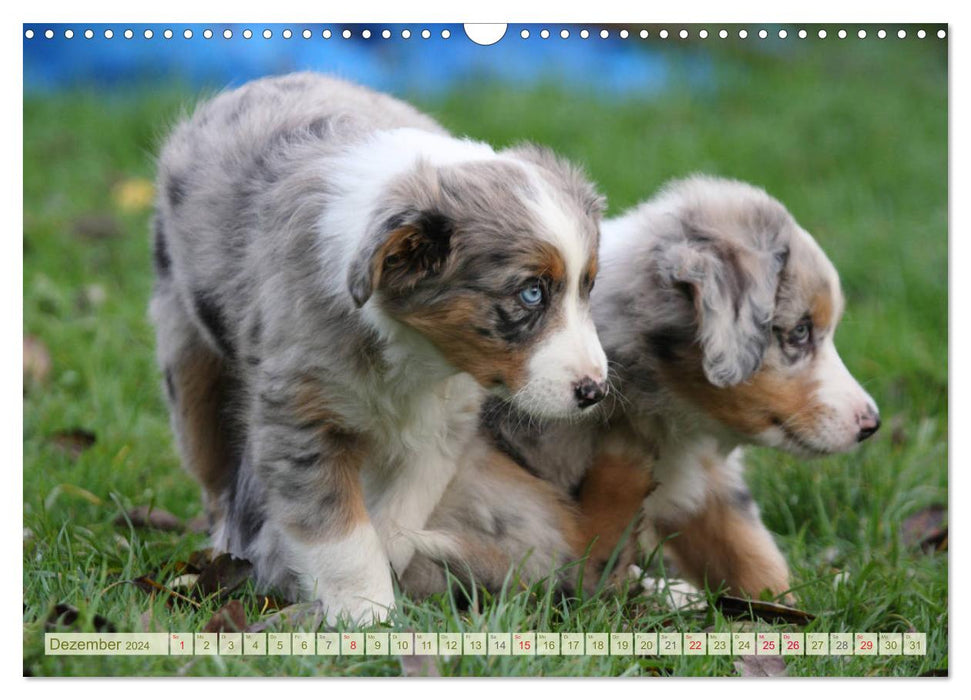 Australian Shepherd - Hütehunde mit Familienanschluss (CALVENDO Wandkalender 2024)