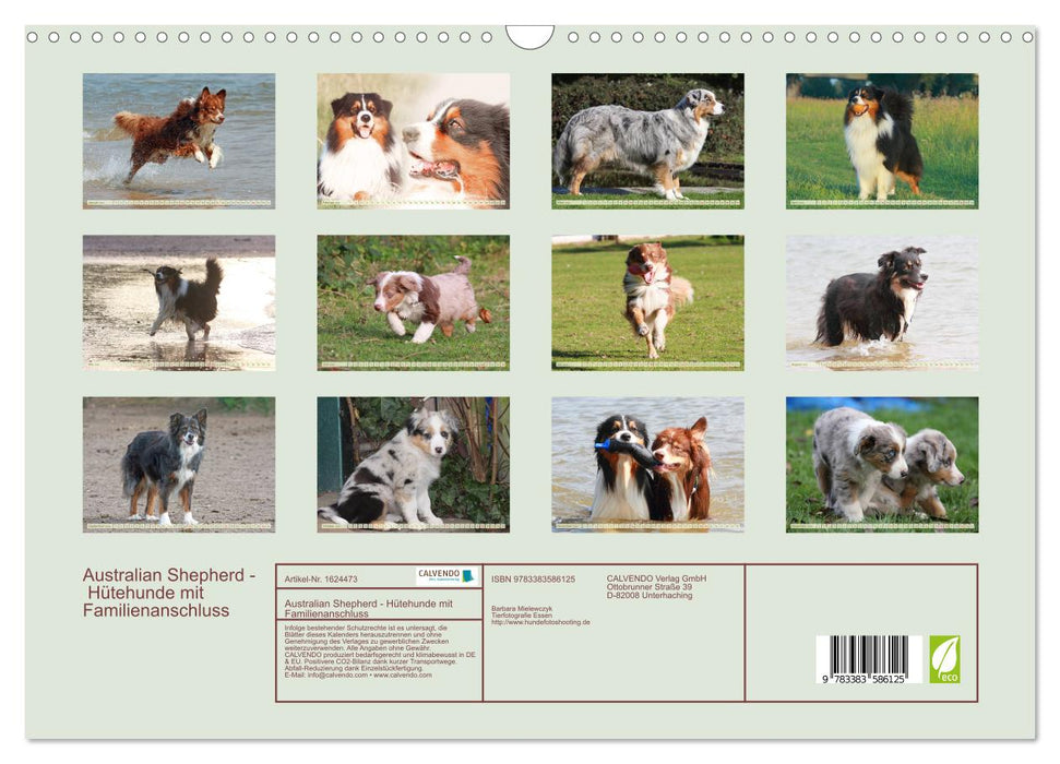 Australian Shepherd - herding dogs with family connections (CALVENDO wall calendar 2024) 
