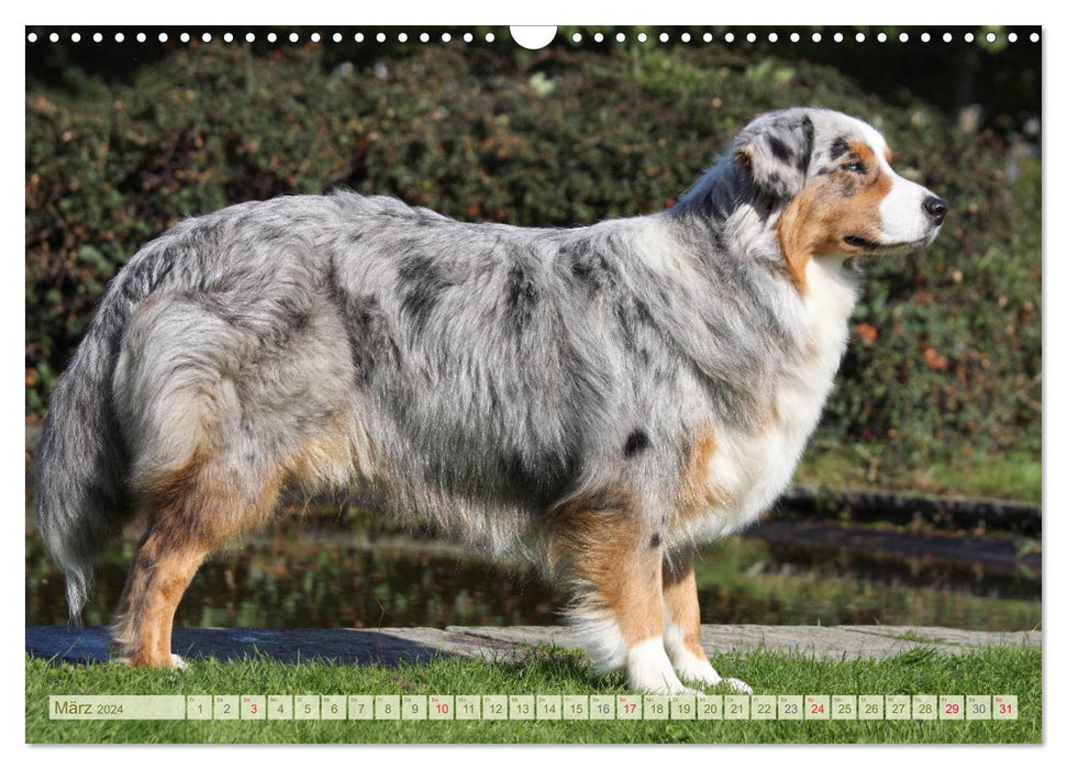 Australian Shepherd - Hütehunde mit Familienanschluss (CALVENDO Wandkalender 2024)