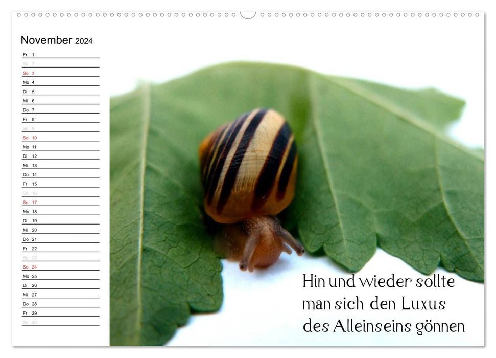 Through the year at a snail's pace (CALVENDO Premium Wall Calendar 2024) 