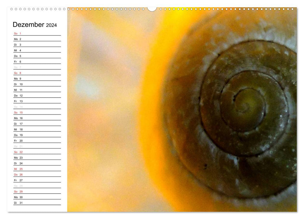 Through the year at a snail's pace (CALVENDO Premium Wall Calendar 2024) 