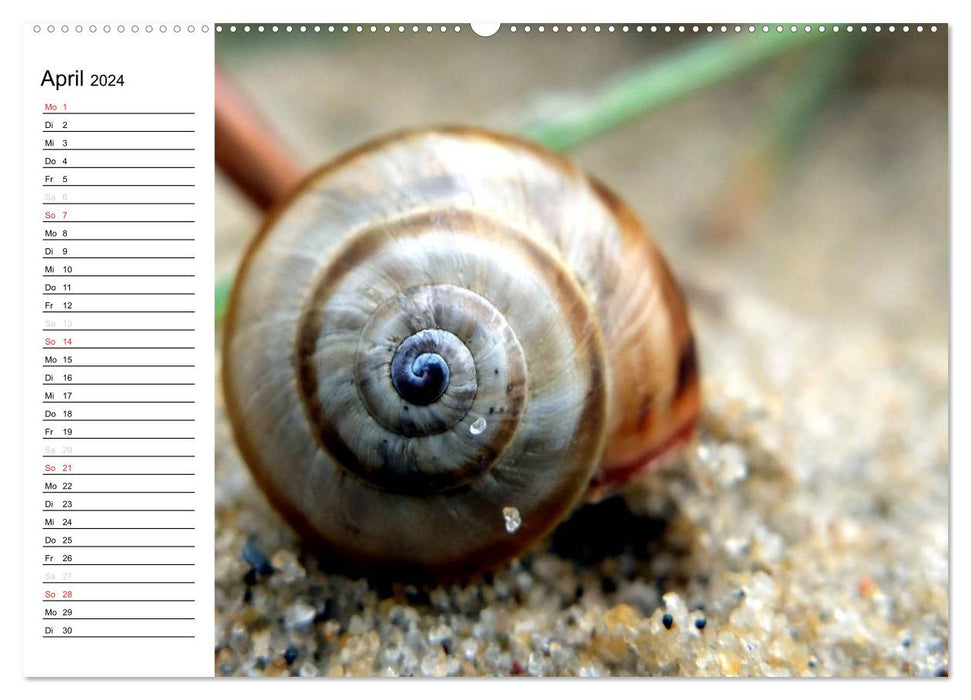 Through the year at a snail's pace (CALVENDO Premium Wall Calendar 2024) 