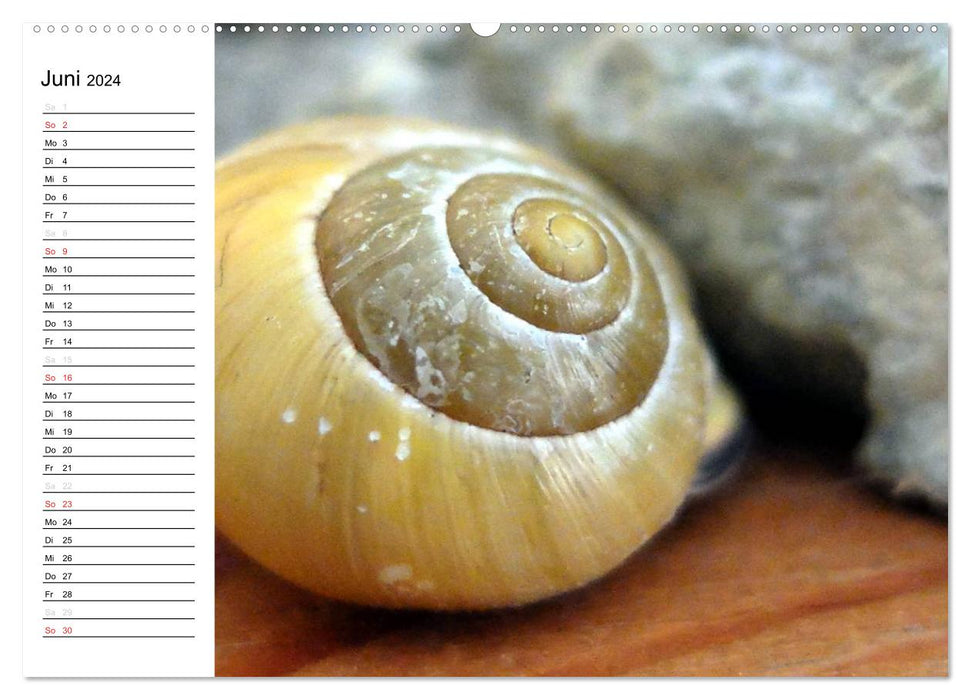 Through the year at a snail's pace (CALVENDO Premium Wall Calendar 2024) 