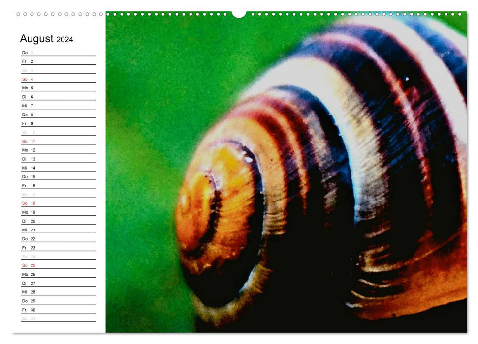 Through the year at a snail's pace (CALVENDO Premium Wall Calendar 2024) 