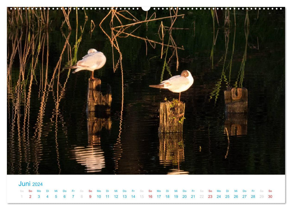 Der Darß Kalender CH-Version (CALVENDO Premium Wandkalender 2024)