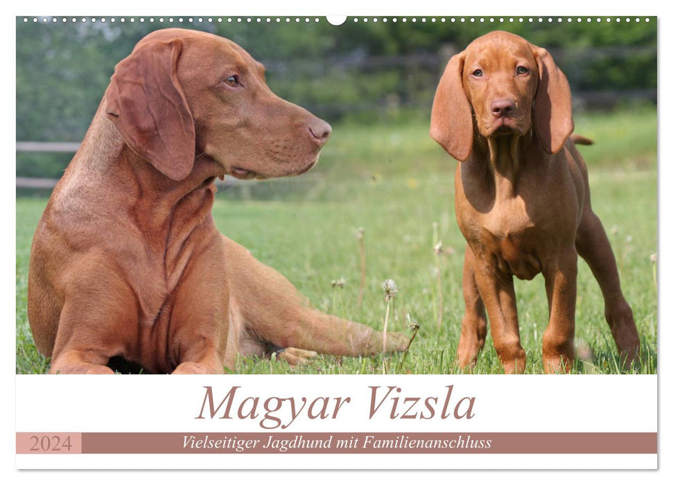 Magyar Vizsla - Vielseitiger Jagdhund mit Familienanschluss (CALVENDO Wandkalender 2024)