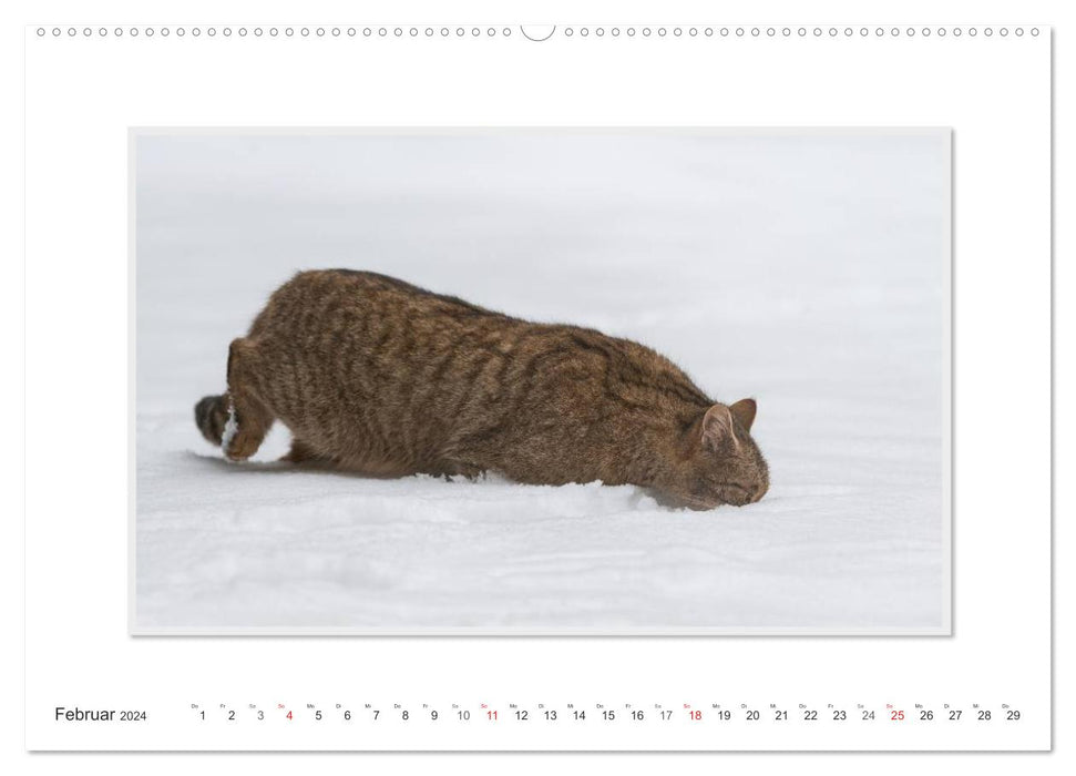 Emotionale Momente: Die Wildkatze. (CALVENDO Premium Wandkalender 2024)