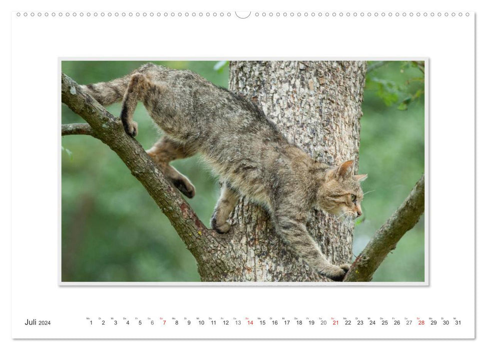 Emotionale Momente: Die Wildkatze. (CALVENDO Premium Wandkalender 2024)