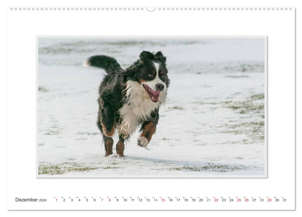 Emotionale Momente: Berner Sennenhund. (CALVENDO Premium Wandkalender 2024)
