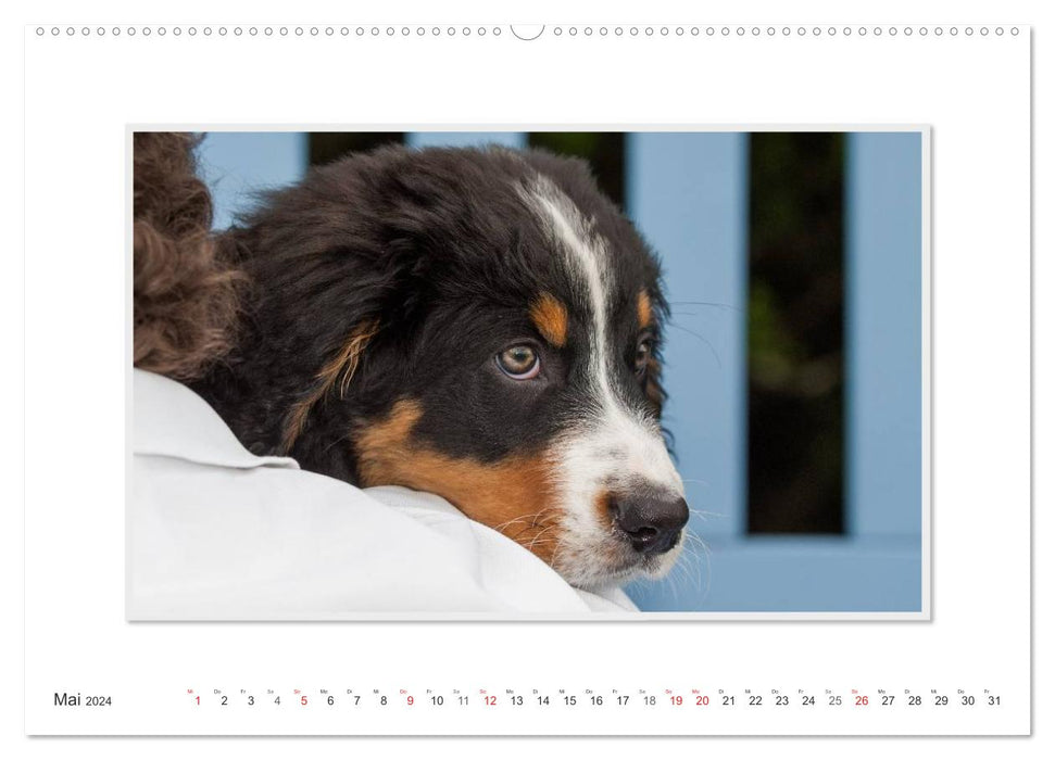 Emotionale Momente: Berner Sennenhund. (CALVENDO Premium Wandkalender 2024)