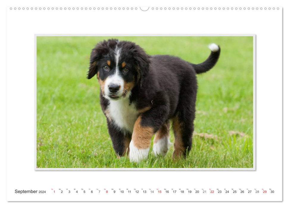 Emotionale Momente: Berner Sennenhund. (CALVENDO Premium Wandkalender 2024)