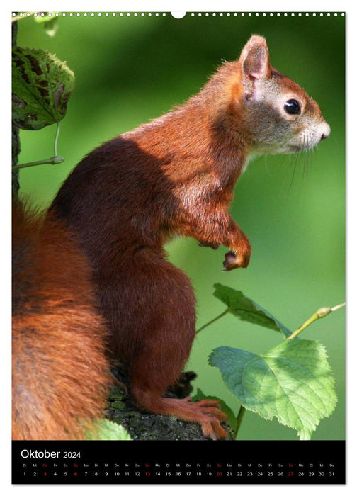 Eichhörnchen (CALVENDO Premium Wandkalender 2024)