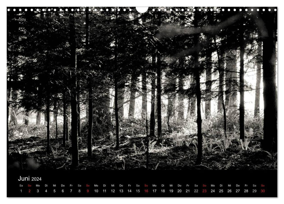 Wald und Bäume (CALVENDO Wandkalender 2024)