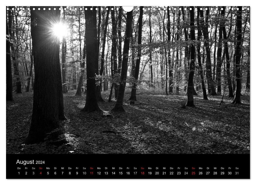 Wald und Bäume (CALVENDO Wandkalender 2024)