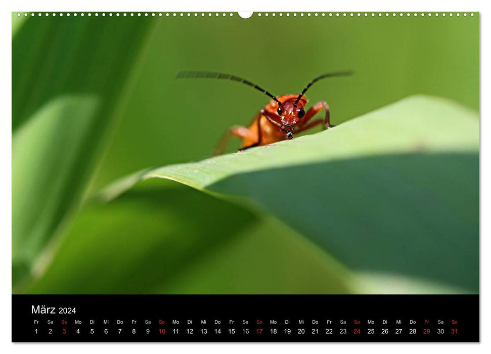 Makro-Kalender 2024 (CALVENDO Premium Wandkalender 2024)