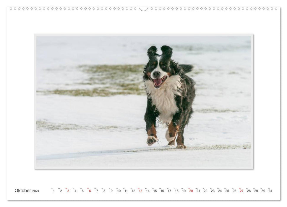 Emotionale Momente: Berner Sennenhund. (CALVENDO Wandkalender 2024)