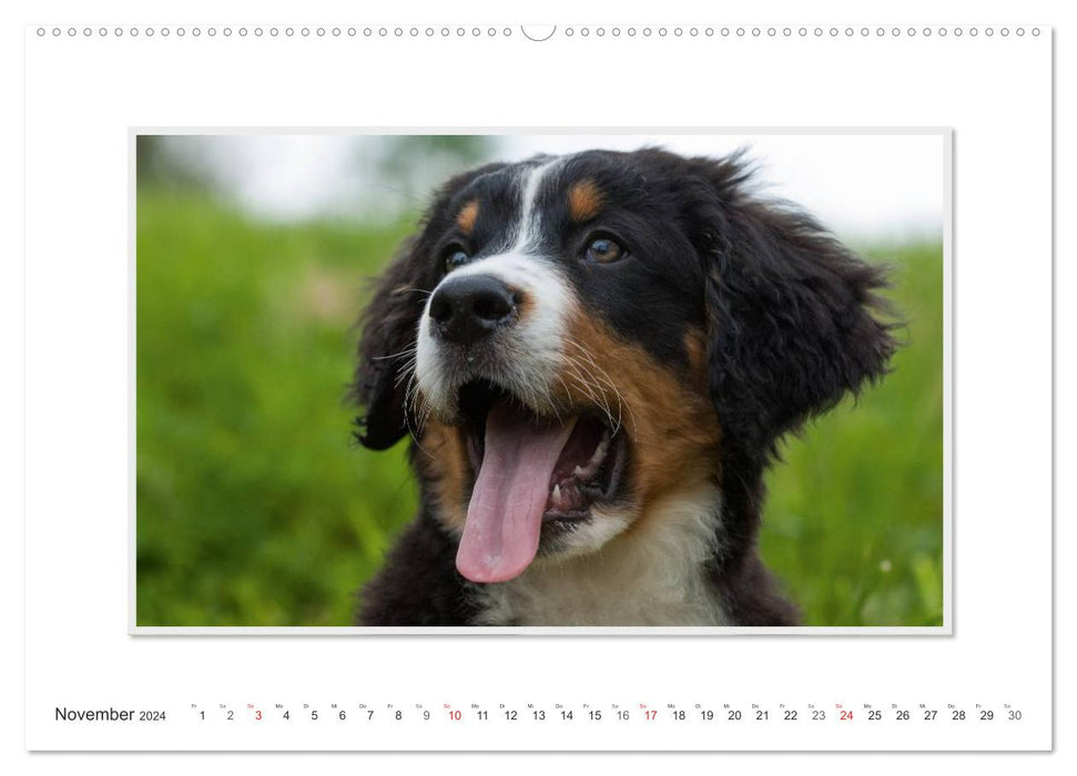 Emotionale Momente: Berner Sennenhund. (CALVENDO Wandkalender 2024)