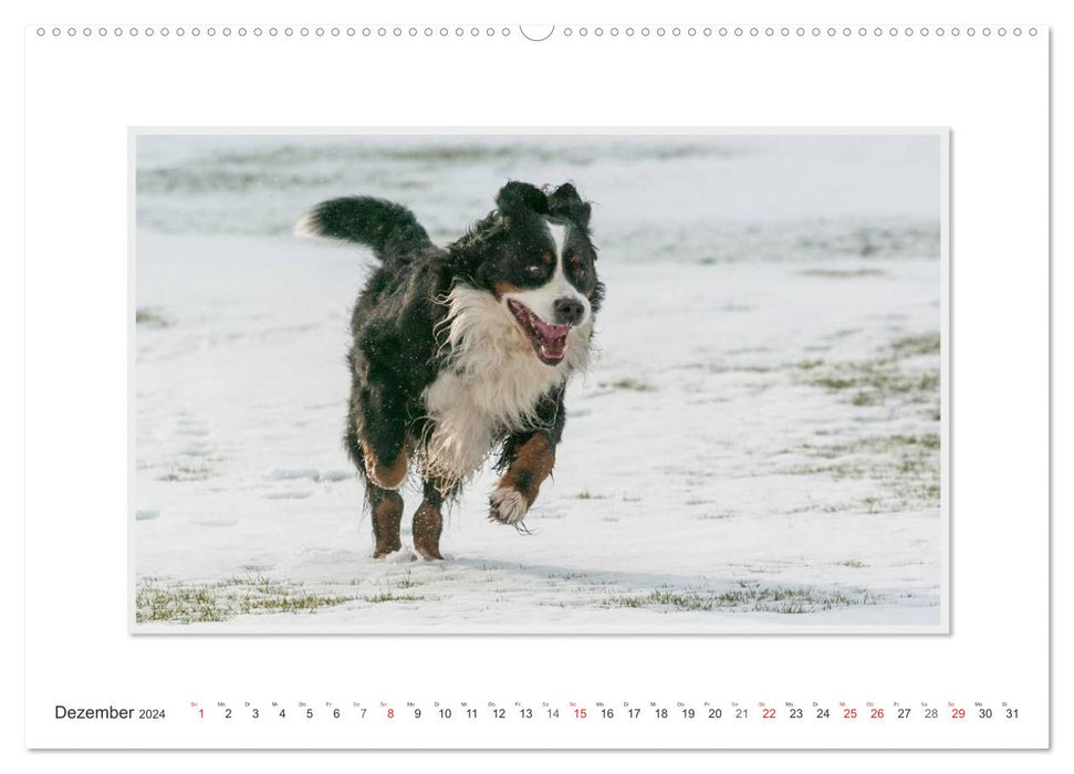 Emotionale Momente: Berner Sennenhund. (CALVENDO Wandkalender 2024)