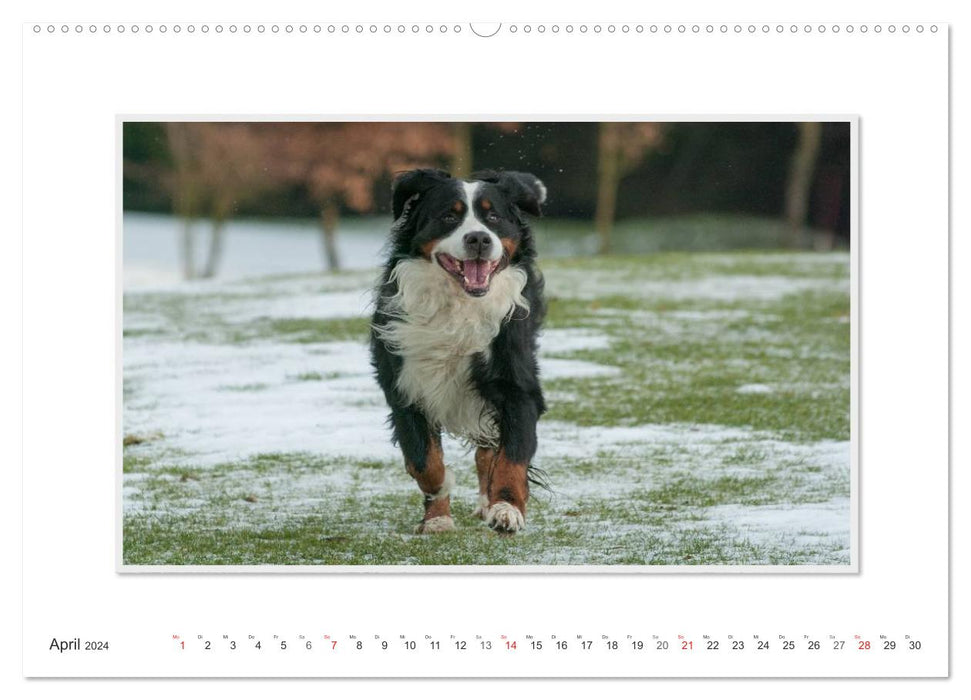 Emotionale Momente: Berner Sennenhund. (CALVENDO Wandkalender 2024)