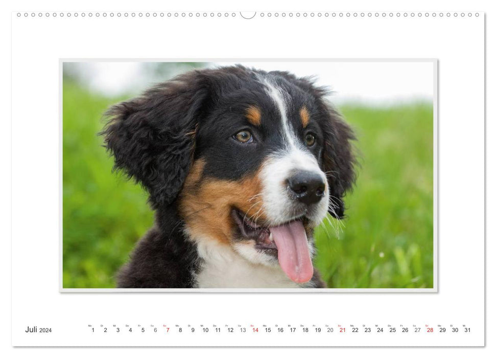 Emotionale Momente: Berner Sennenhund. (CALVENDO Wandkalender 2024)