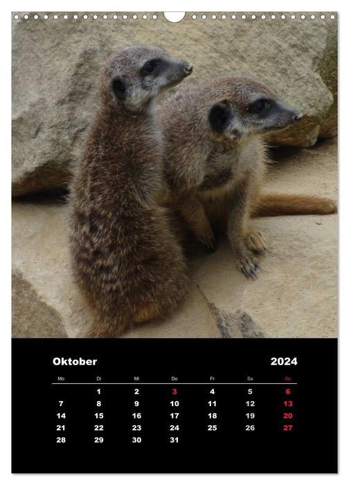 Erdmännchen (CALVENDO Wandkalender 2024)