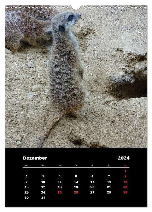 Erdmännchen (CALVENDO Wandkalender 2024)