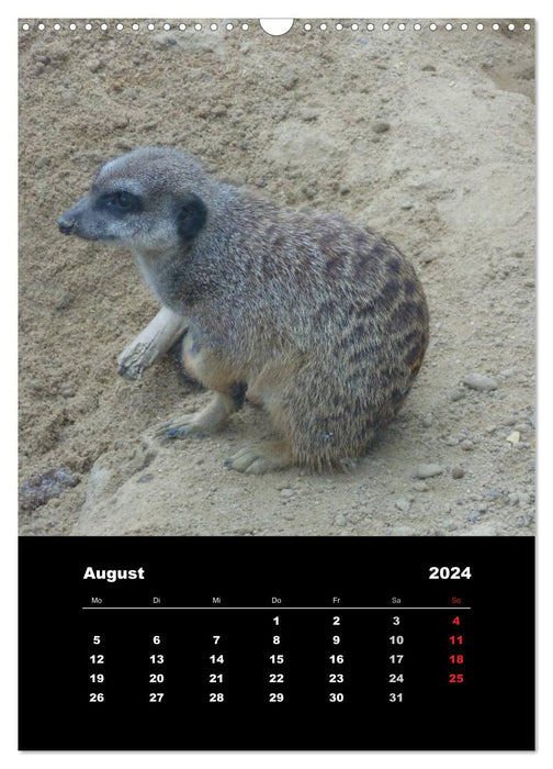 Erdmännchen (CALVENDO Wandkalender 2024)