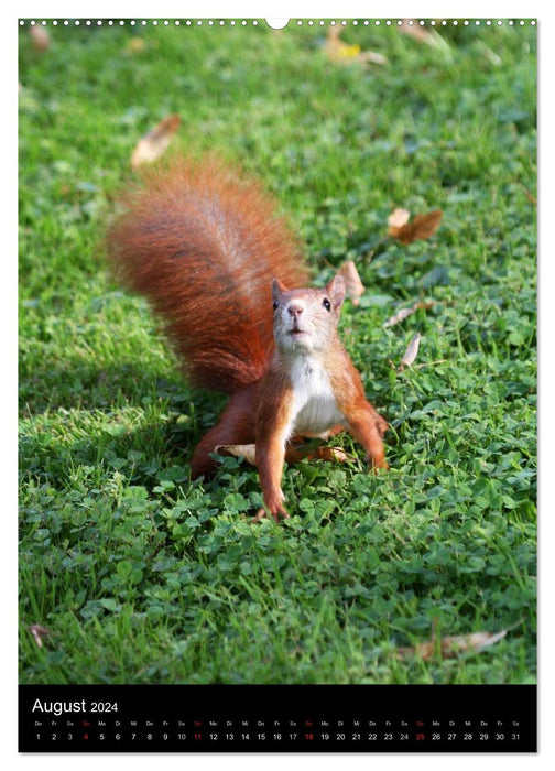 Eichhörnchen (CALVENDO Wandkalender 2024)