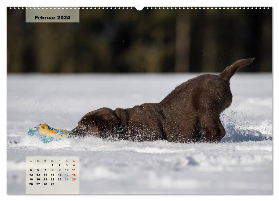 Welpenspaß (CALVENDO Wandkalender 2024)