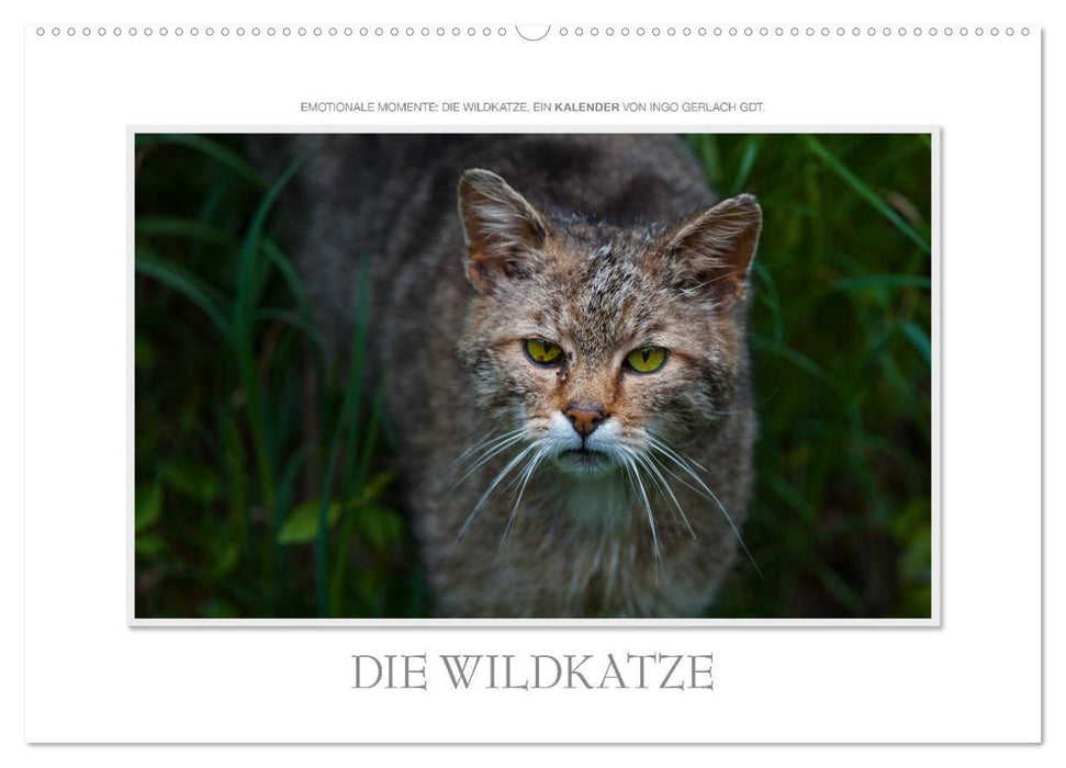 Emotionale Momente: Die Wildkatze. (CALVENDO Wandkalender 2024)