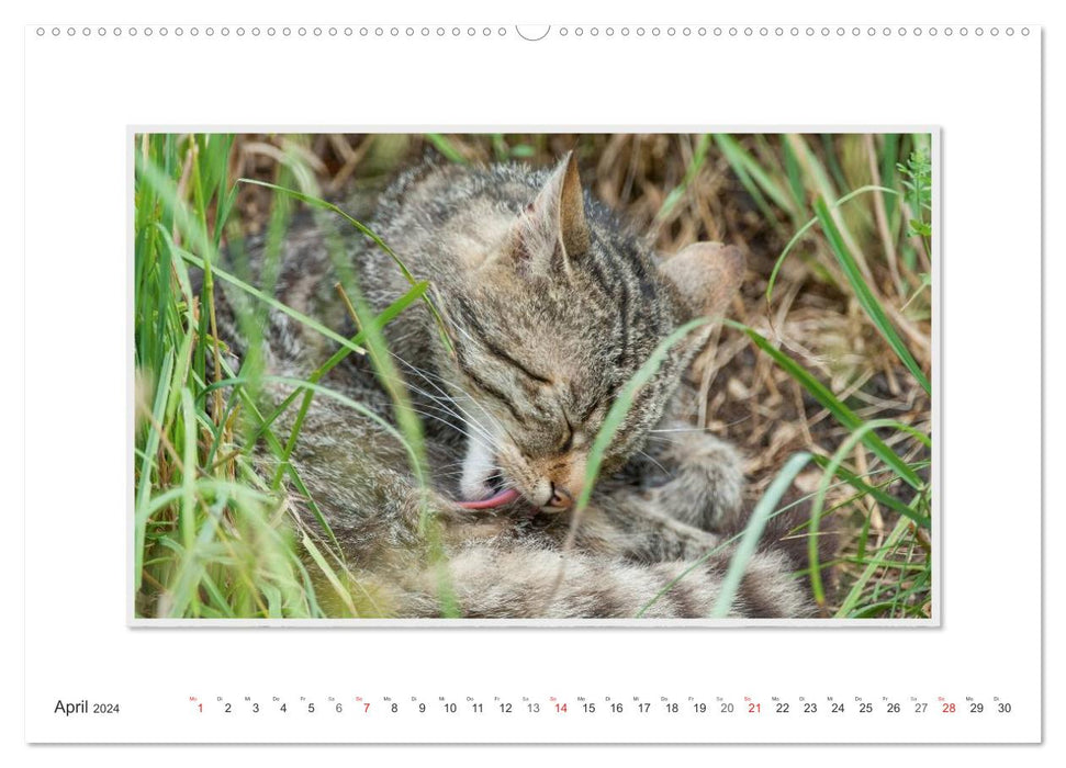 Emotionale Momente: Die Wildkatze. (CALVENDO Wandkalender 2024)