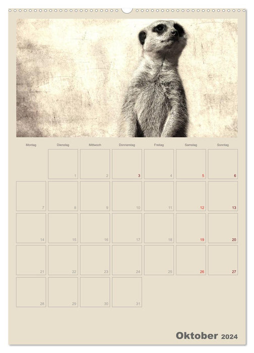 Lustige Erdmännchen (CALVENDO Premium Wandkalender 2024)