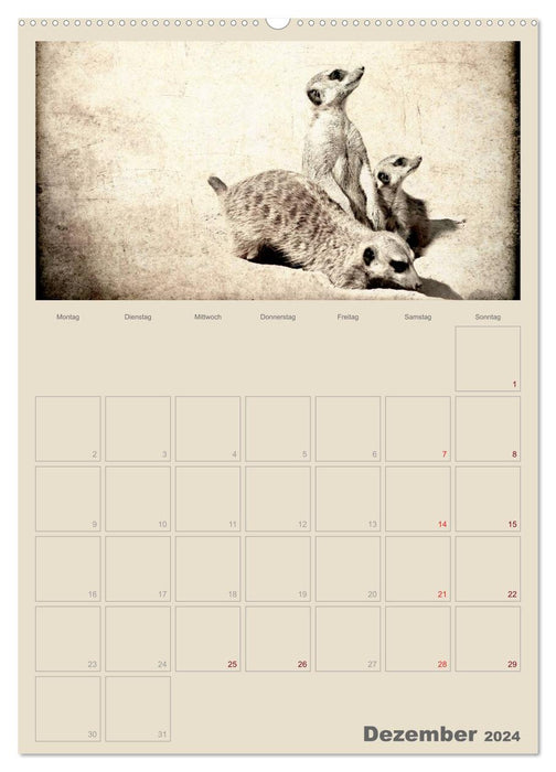 Lustige Erdmännchen (CALVENDO Premium Wandkalender 2024)