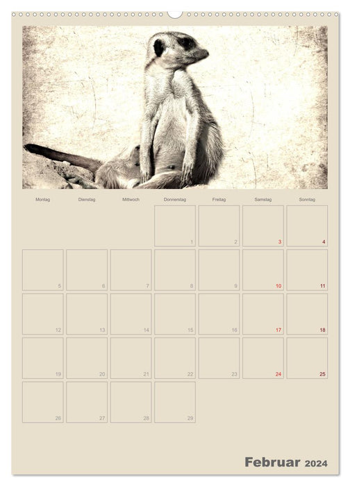 Lustige Erdmännchen (CALVENDO Premium Wandkalender 2024)