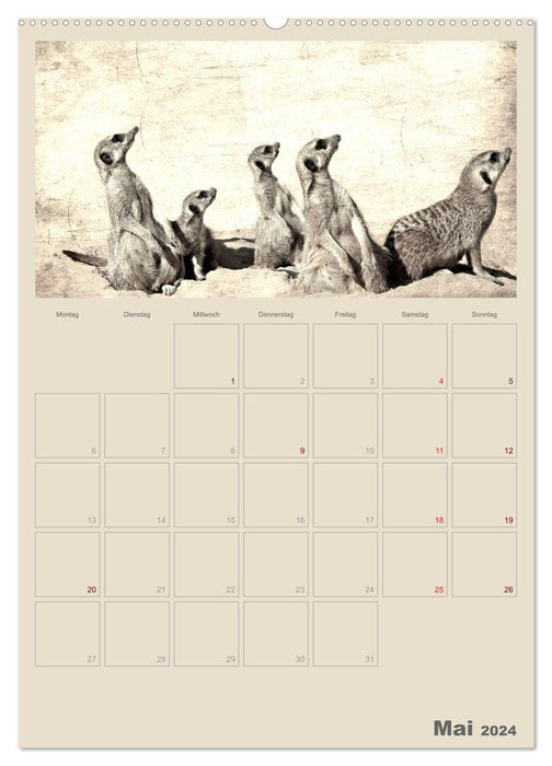 Lustige Erdmännchen (CALVENDO Premium Wandkalender 2024)