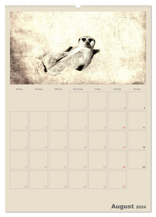 Lustige Erdmännchen (CALVENDO Premium Wandkalender 2024)