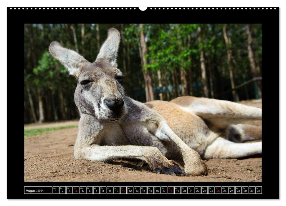 Australia Wildlife (CALVENDO Wandkalender 2024)